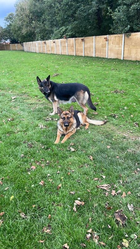 German shepherd - Image 4 of 4