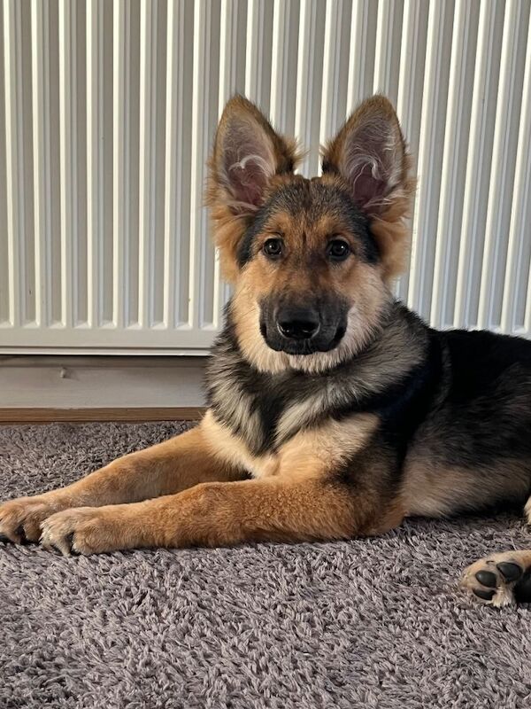 German Shepherd puppies for sale in Hythe, Kent – 6 months old