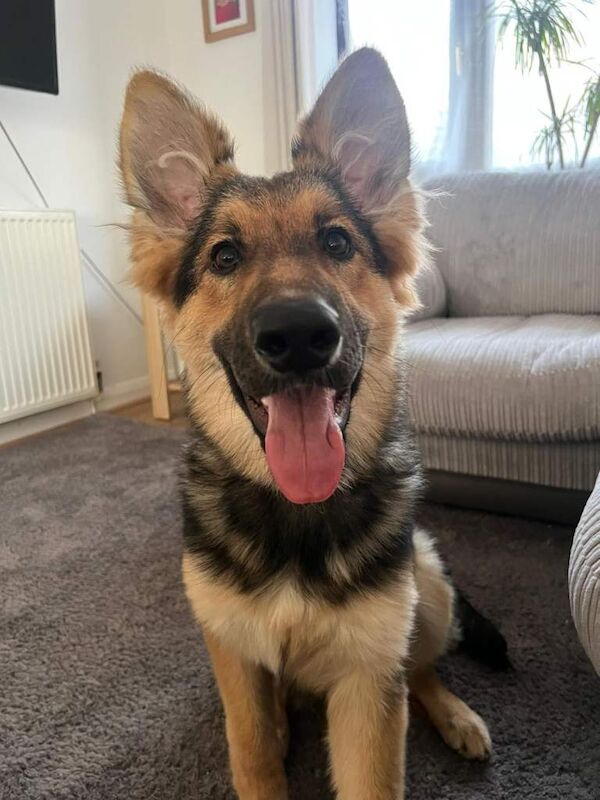 German shepherd - Image 2 of 3