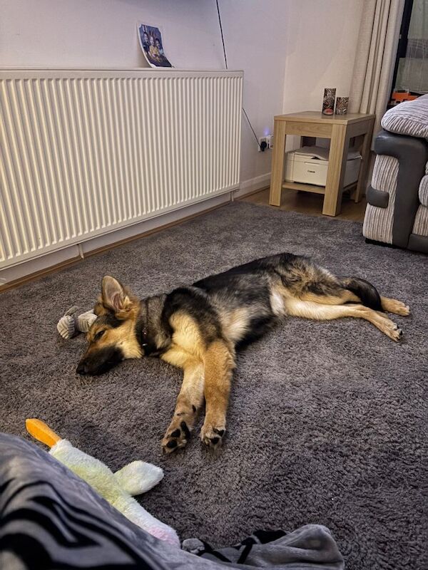 German shepherd - Image 3 of 3