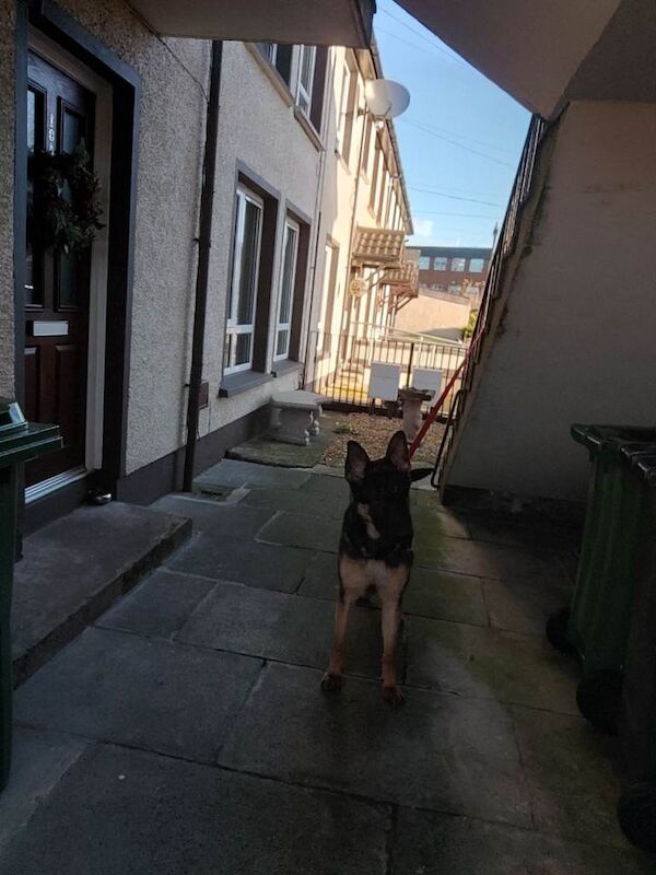 German shepherd - Image 2 of 2