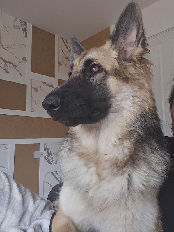 German Shepherd puppies for sale in Stockton-on-Tees, Durham – 1 year old