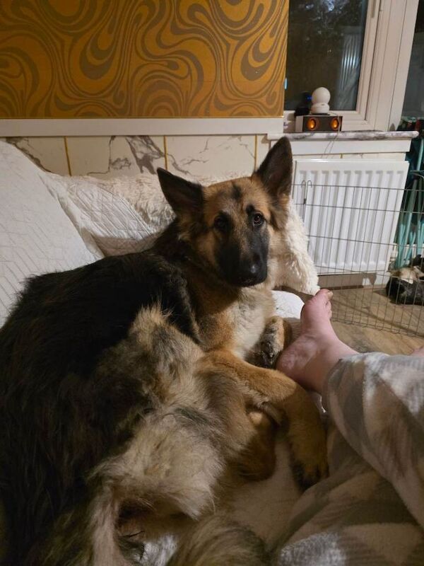German shepherd - Image 2 of 3
