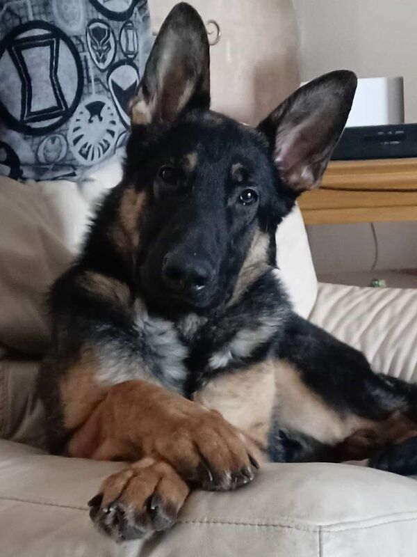 German Shepherd puppies for sale in Tandragee, County Armagh – 11 months old