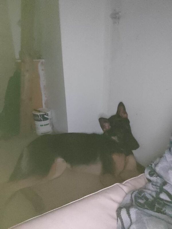 German shepherd - Image 2 of 4