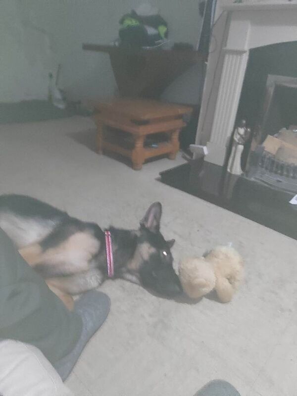 German shepherd - Image 3 of 4