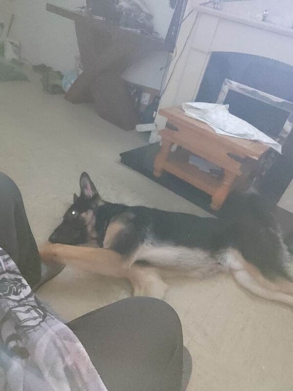 German shepherd - Image 4 of 4