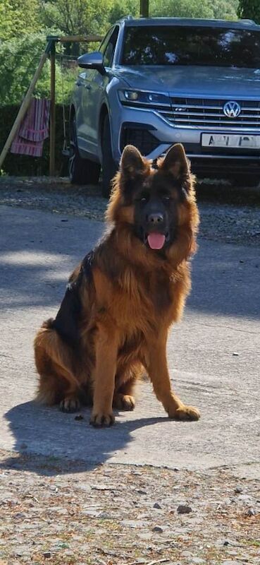 German Shepherd puppies for sale in Fivemiletown, County Tyrone – KC registered, 2 years old