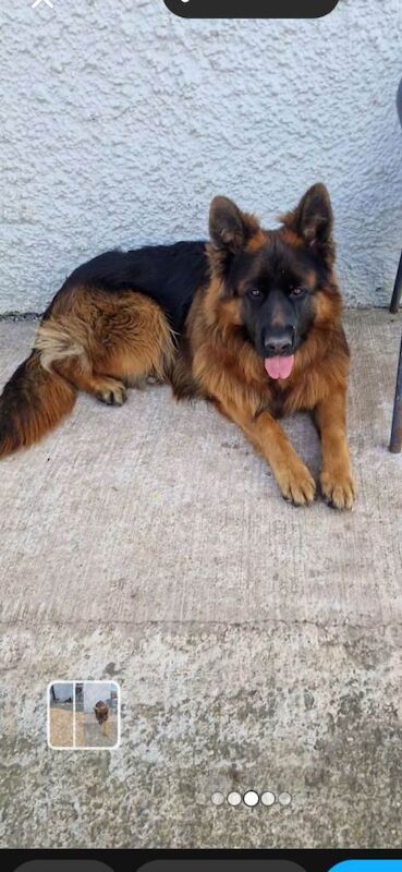 German Shepherd puppies for sale in Fivemiletown, County Tyrone – KC registered, 2 years old - Image 2 of 4