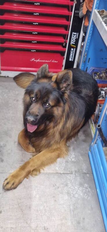 German Shepherd puppies for sale in Fivemiletown, County Tyrone – KC registered, 2 years old - Image 3 of 4