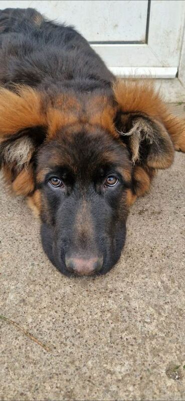 German Shepherd puppies for sale in Fivemiletown, County Tyrone – KC registered, 2 years old - Image 4 of 4