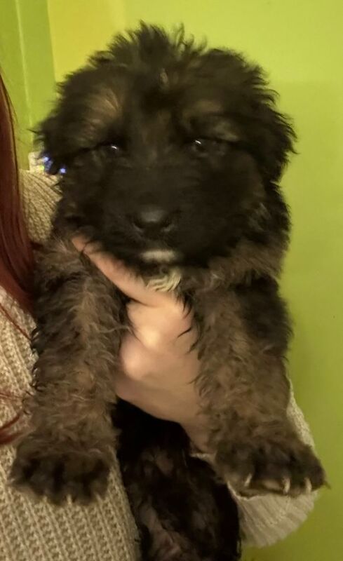 German Shepherd puppies for sale in Norwich, Norfolk – 6 weeks old