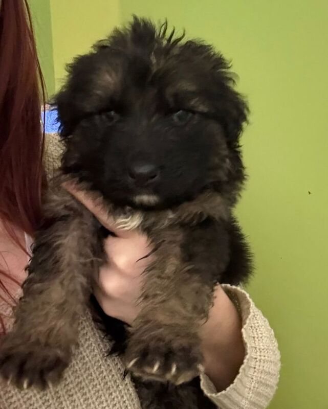 German Shepherd puppies for sale in Norwich, Norfolk – 6 weeks old - Image 2 of 4