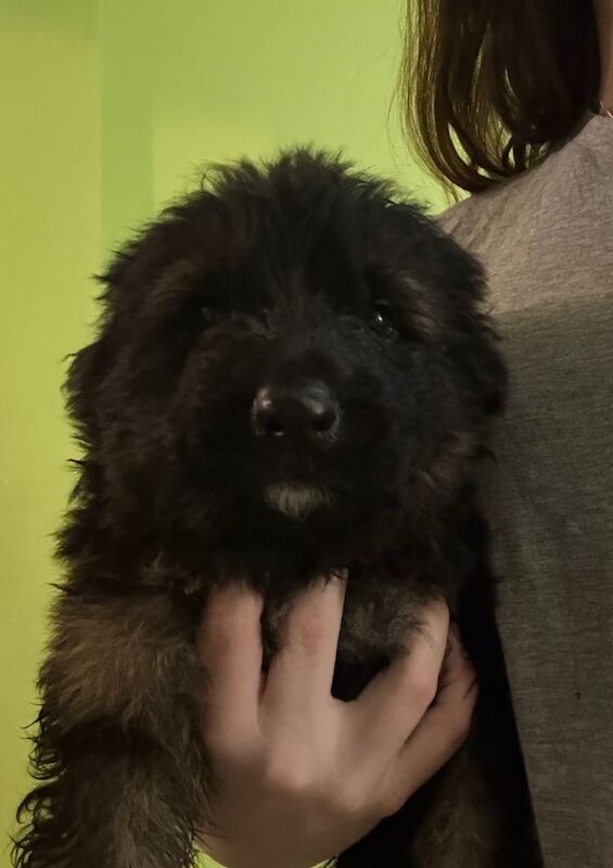 German Shepherd puppies for sale in Norwich, Norfolk – 6 weeks old - Image 3 of 4