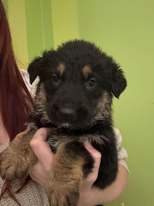 German Shepherd puppies for sale in Norwich, Norfolk – 6 weeks old - Image 4 of 4