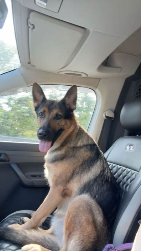 German Shepherd puppies for sale in Thirsk, North Yorkshire – 3 years old