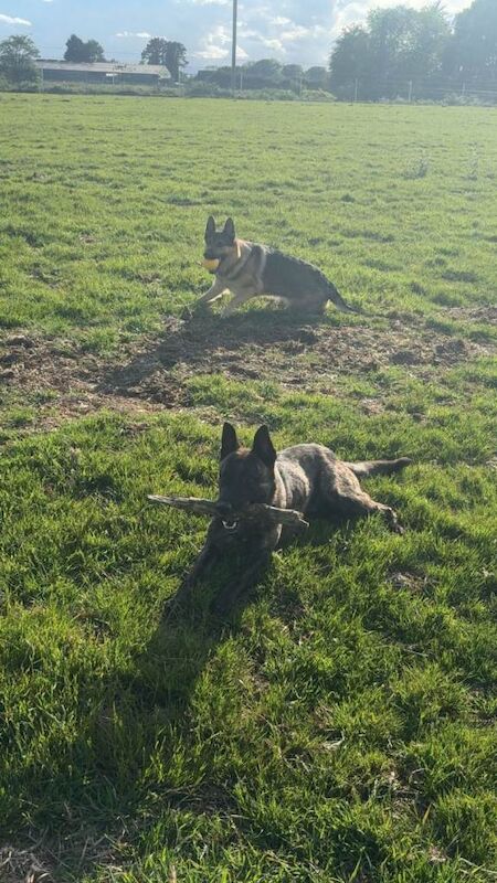 German Shepherd puppies for sale in Thirsk, North Yorkshire – 3 years old - Image 2 of 2