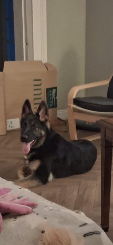 German Shepherd puppies for sale in Lurgan, County Armagh – KC registered, 8 months old