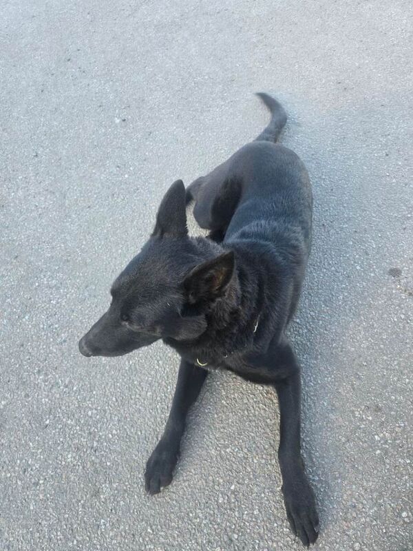 German Shepherd puppies for sale in Kemsley, Kent – 10 months old - Image 2 of 3