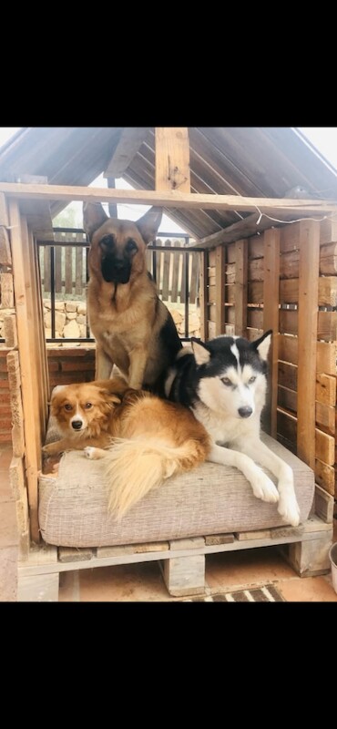 German Shepherd puppies for sale in Cambridge, Cambridgeshire – 1 year old