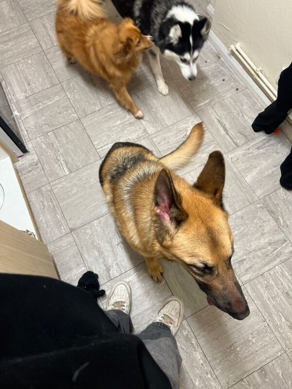 German Shepherd puppies for sale in Cambridge, Cambridgeshire – 1 year old - Image 2 of 2