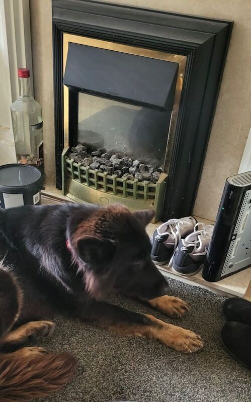 German Shepherd puppies for sale in Leicester, Leicestershire – 6 years old
