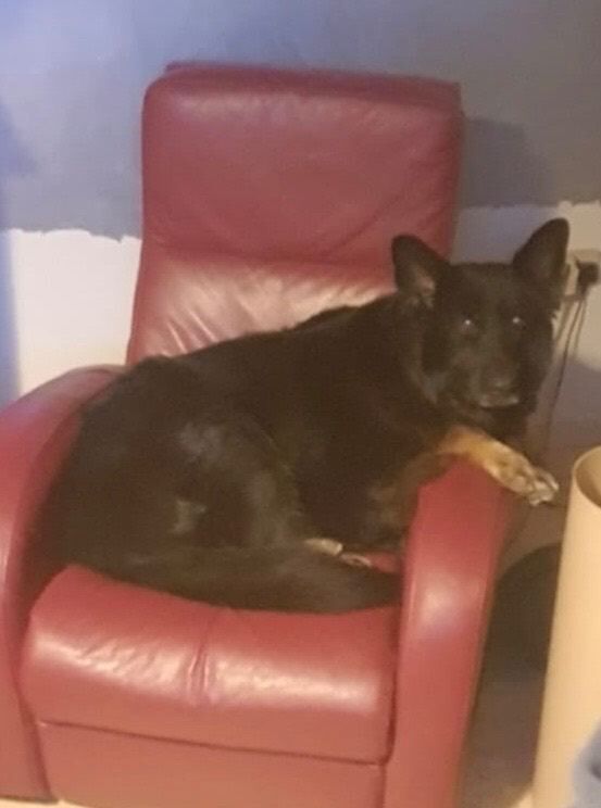 German Shepherd puppies for sale in Leicester, Leicestershire – 6 years old - Image 2 of 2