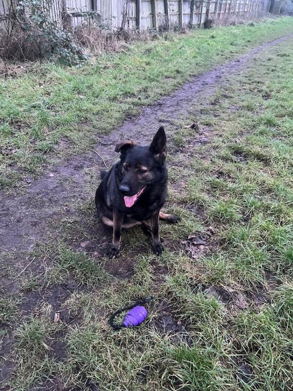 German Shepherd puppies for sale in Nottingham, Nottinghamshire – 5 years old