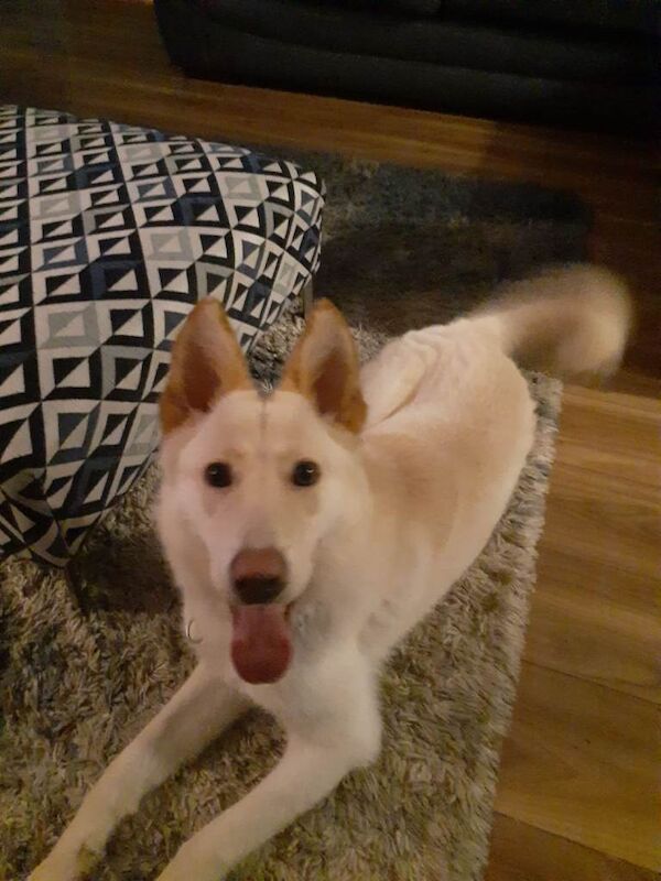 German Shepherd puppies for sale in Dunmurry, County Lisburn – 10 months old