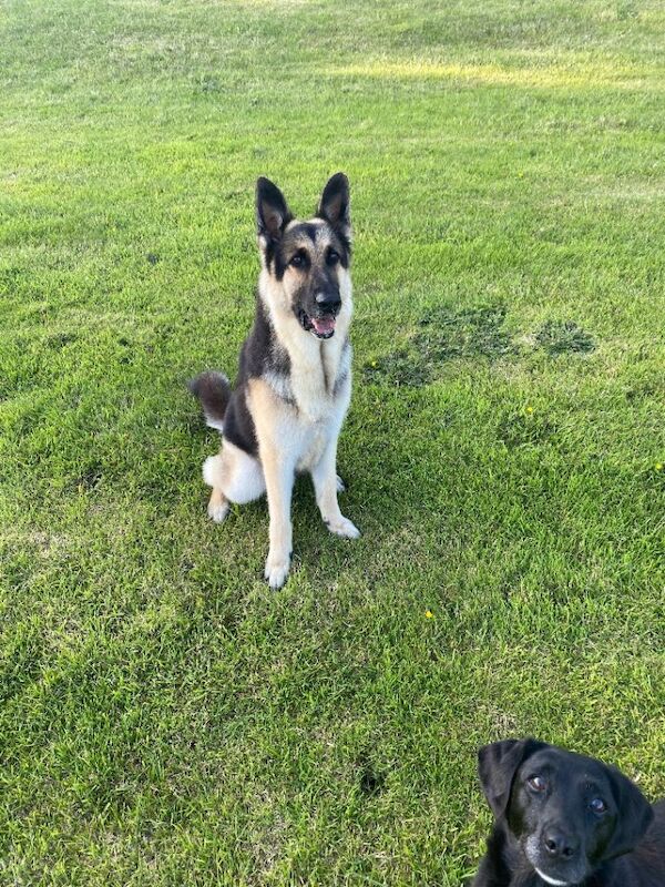 German Shepherd puppies for sale in Downpatrick, County Down – 6 years old - Image 2 of 3