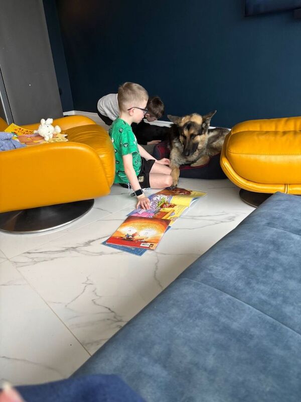 German Shepherd puppies for sale in Downpatrick, County Down – 6 years old - Image 3 of 3