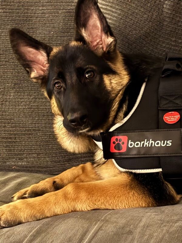 German Shepherd puppies for sale in Corsham, Wiltshire – 7 months old