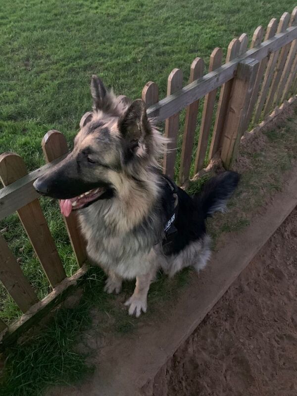German Shepherd puppies for sale in Norwich, Norfolk – 1 year old