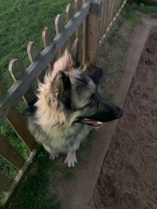 german shepherd - Image 2 of 5