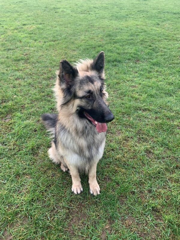 german shepherd - Image 3 of 5