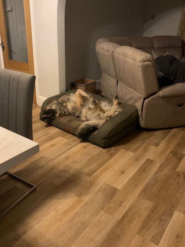 german shepherd - Image 4 of 5