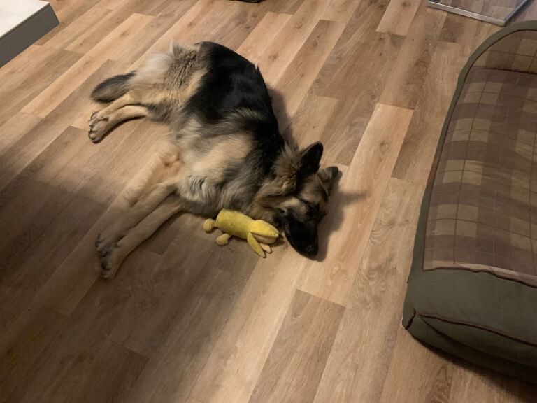 german shepherd - Image 5 of 5