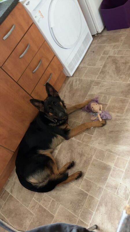 German shepherd