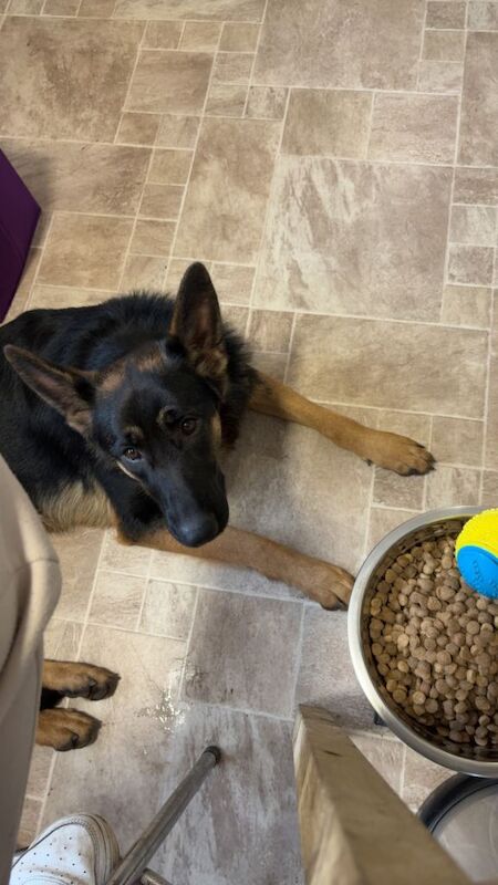 German shepherd - Image 2 of 5