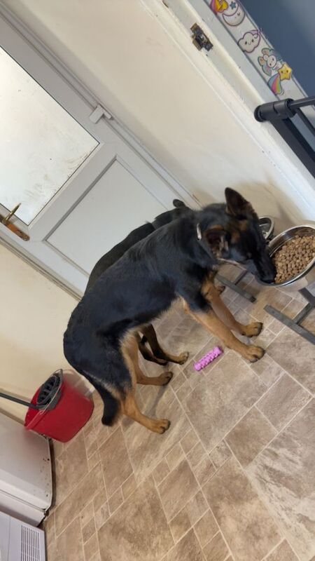 German shepherd - Image 3 of 5