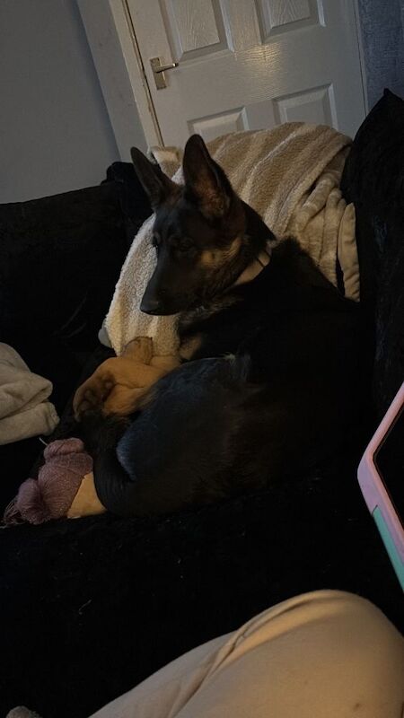 German shepherd - Image 5 of 5