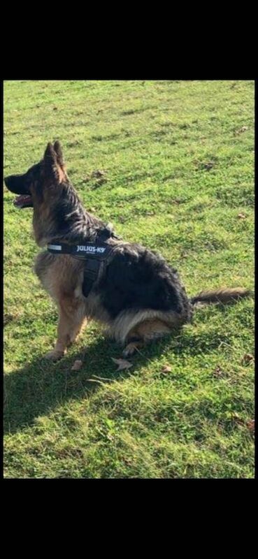 German Shepherd Puppies For Sale