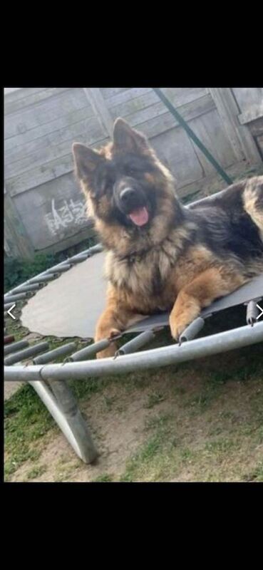 German shepherd - Image 2 of 4