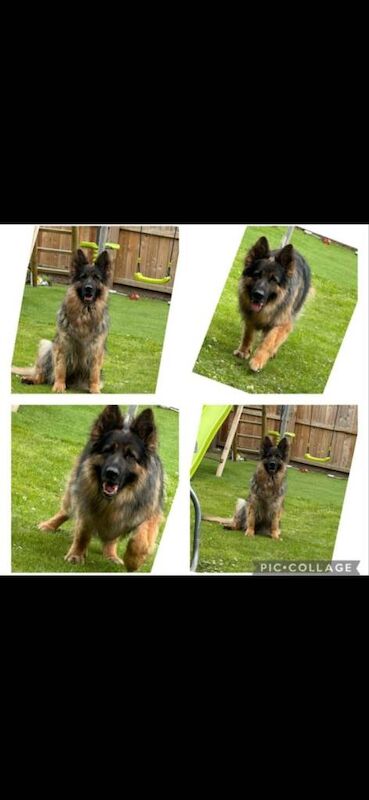 German shepherd - Image 3 of 4