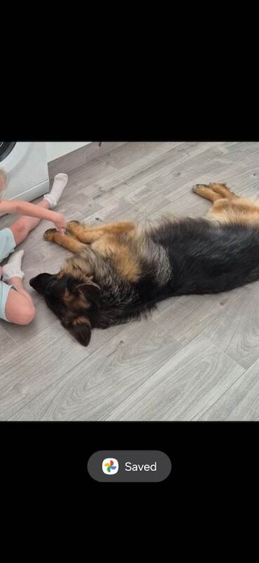 German shepherd - Image 4 of 4