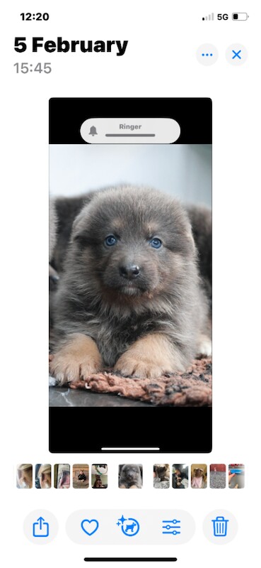 Kennel Club Registered German Shepherd Puppies For Sale