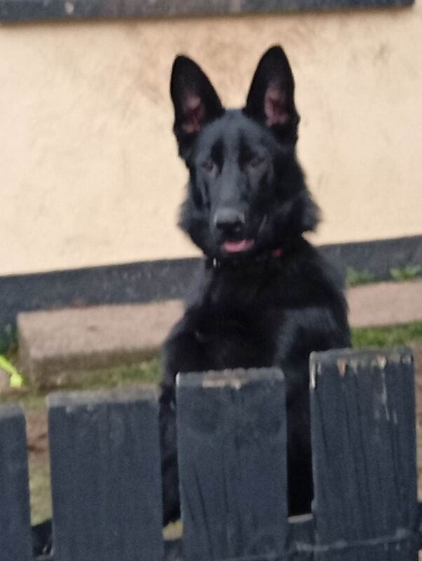 German Shepherd Puppies For Sale Under £1,000