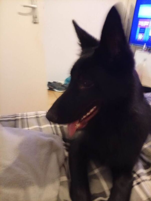 German shepherd - Image 2 of 6