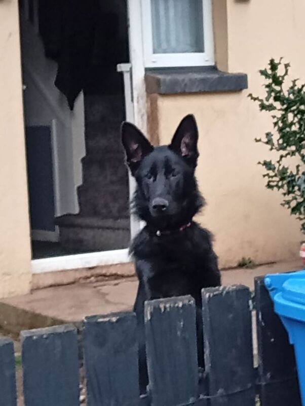 German shepherd - Image 3 of 6
