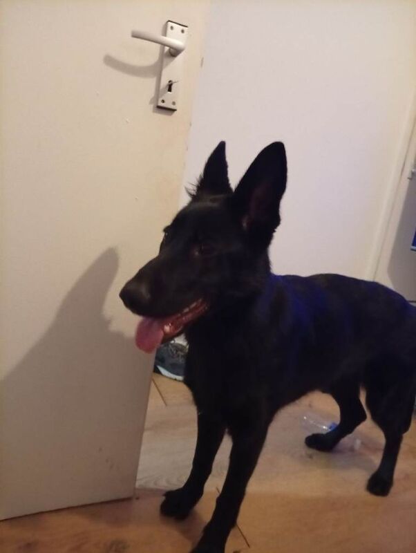 German shepherd - Image 4 of 6